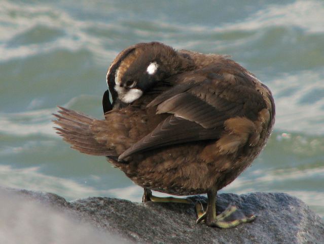 Harlequin Duck